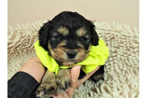 成約済の埼玉県のその他の犬種-112406の1枚目